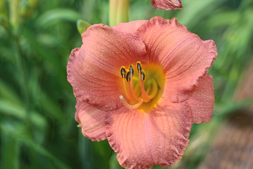 flowershouse041 Savannah River Realty